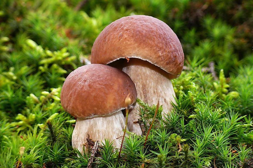 זיפלד אין טירול Appartmenthaus Birkenwald מראה חיצוני תמונה